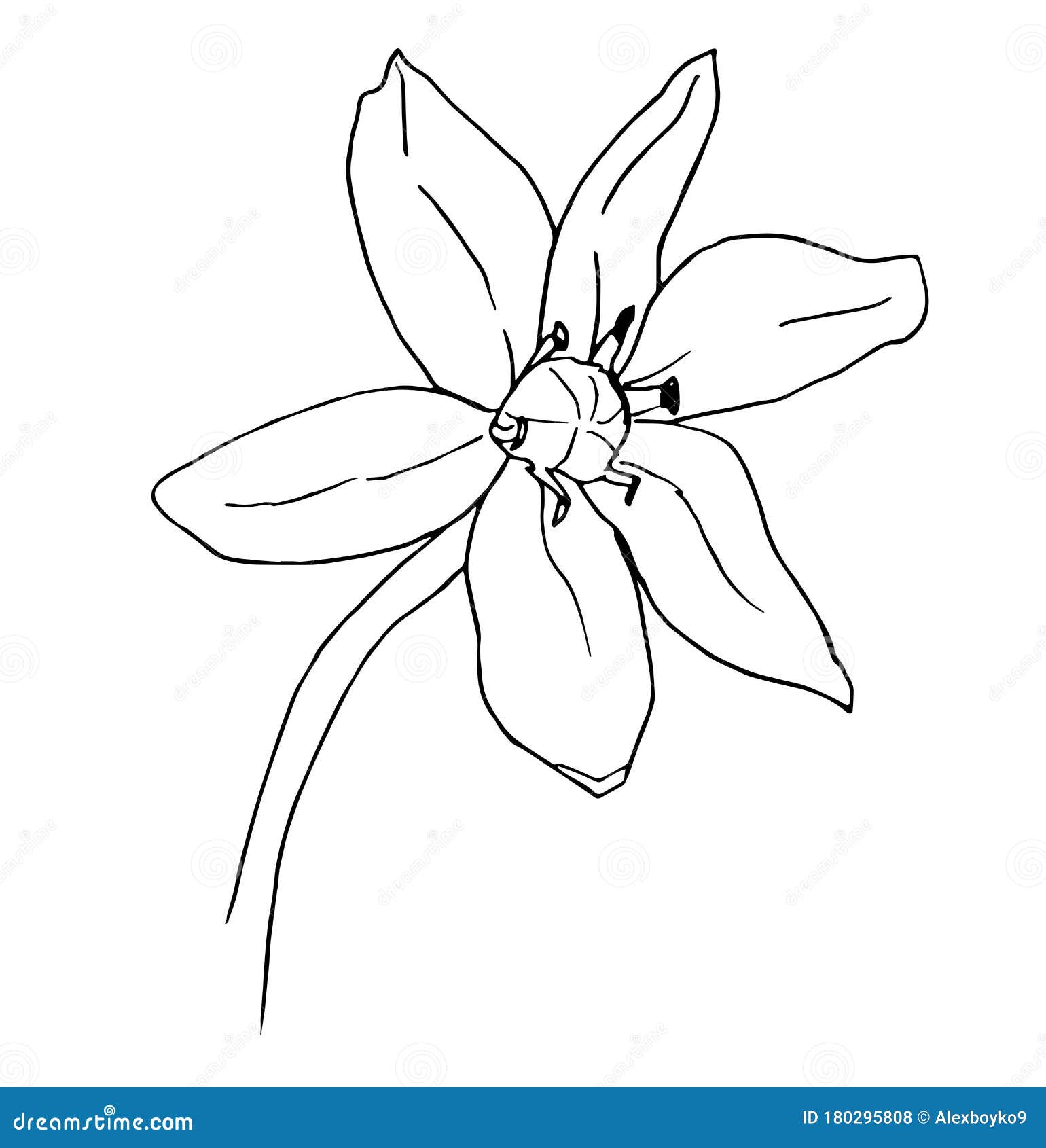 Scilla flower outline vector illustration scilla monochrome contour scylla spring flower stock vector