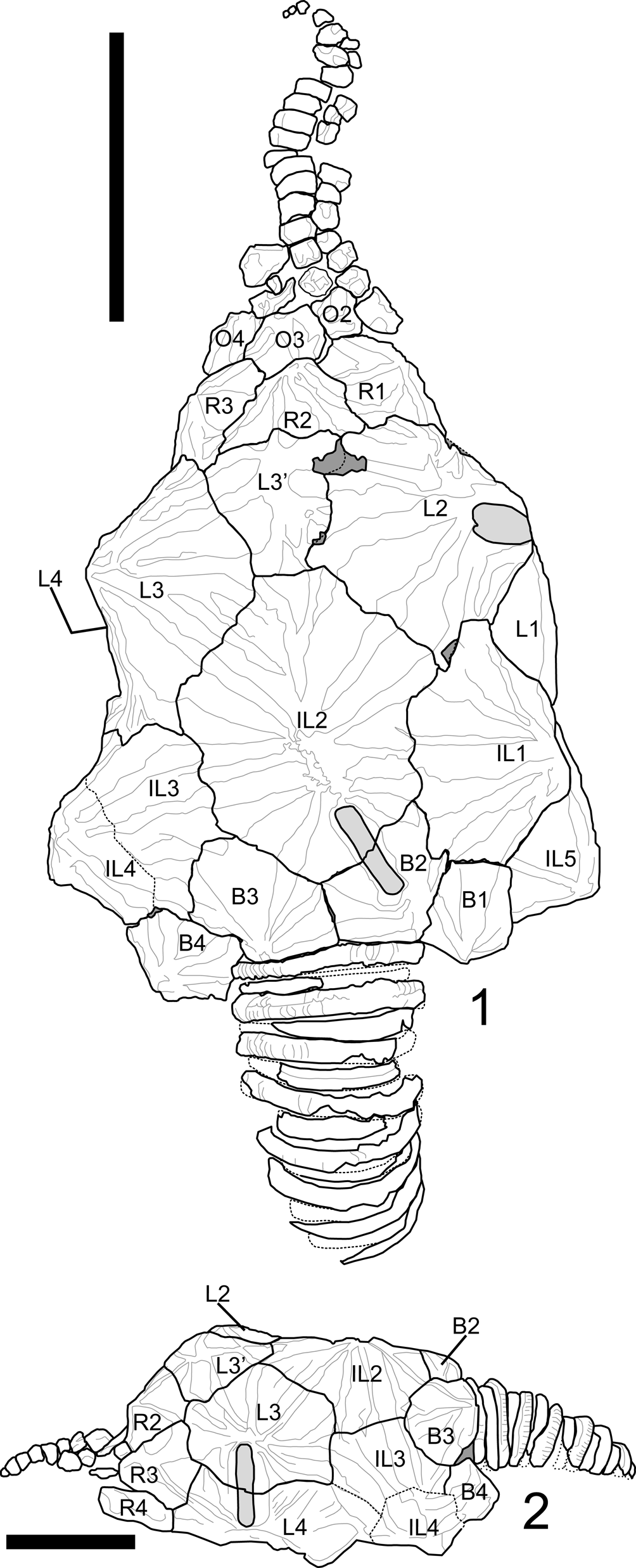 Pleurocystites scylla a new species of pleurocystitid rhombiferan and comments on early echinoderm teratologies journal of paleontology core