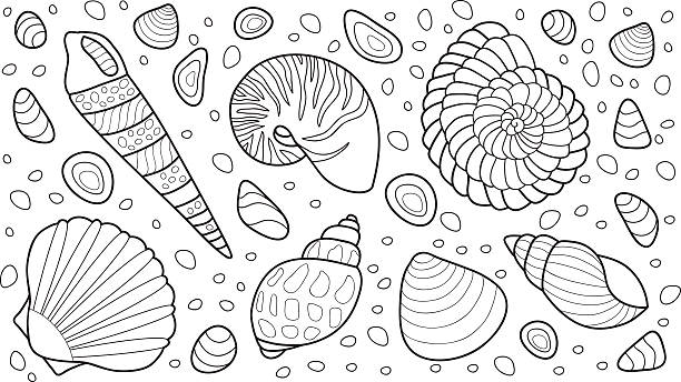 Shells vector illustration for adult coloring book stock illustration