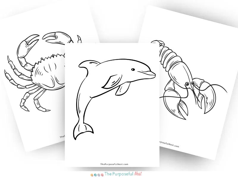 Ocean animal coloring pages