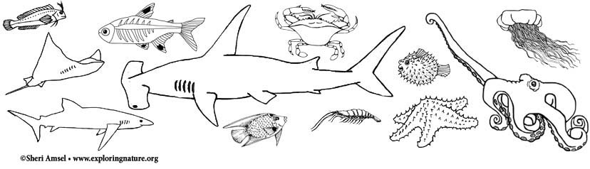 A pdf of all the following ocean animal coloring pages for downloading and printing out