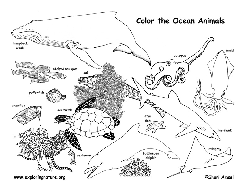 Ocean animals coloring page