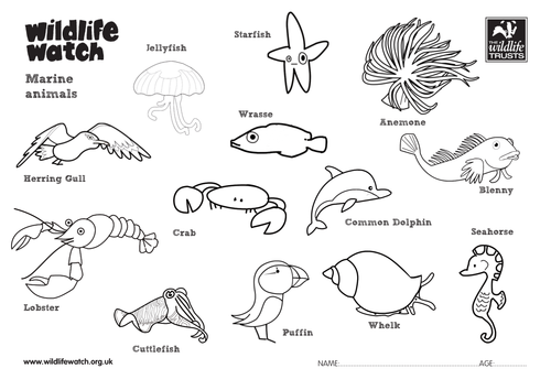 Marine animals colouring sheets teaching resources