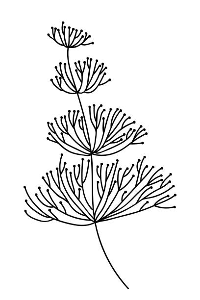 Seagrass drawing stock illustrations royalty