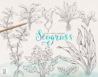 Seaweeds sea grass handdrawn vintage grasses pencil drawing beach wedding sea life clip art coral reef stationery instant download download now