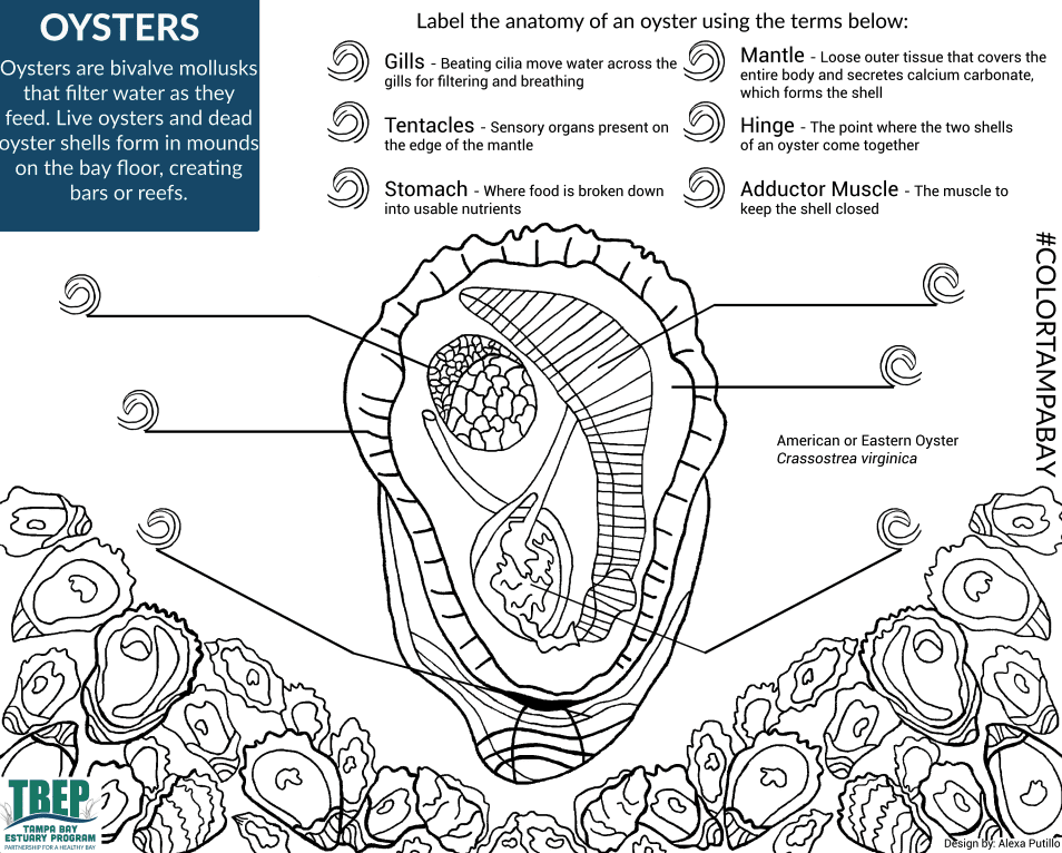 Estuary anatomy coloring books