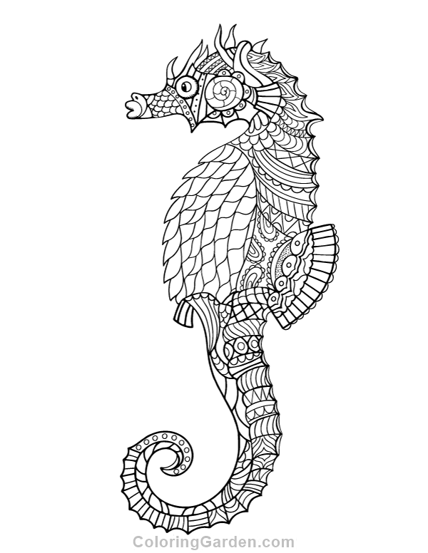 Seahorse adult coloring page