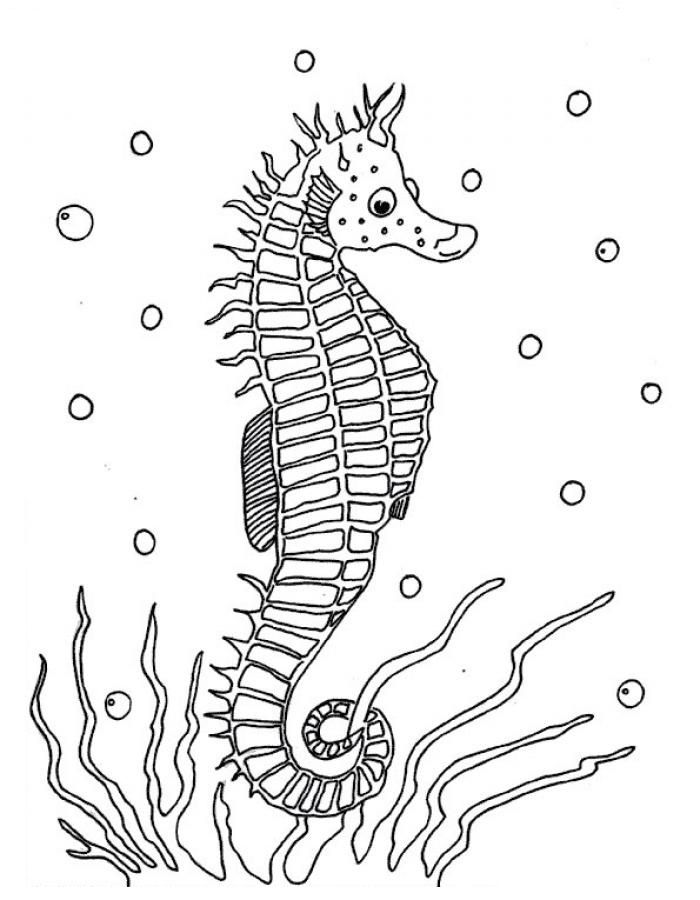 Free printable seahorse coloring pages for kids horse coloring pages horse coloring animal coloring pages