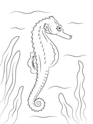 Seahorse coloring page free printable coloring pages printable coloring pages coloring pages free printable coloring