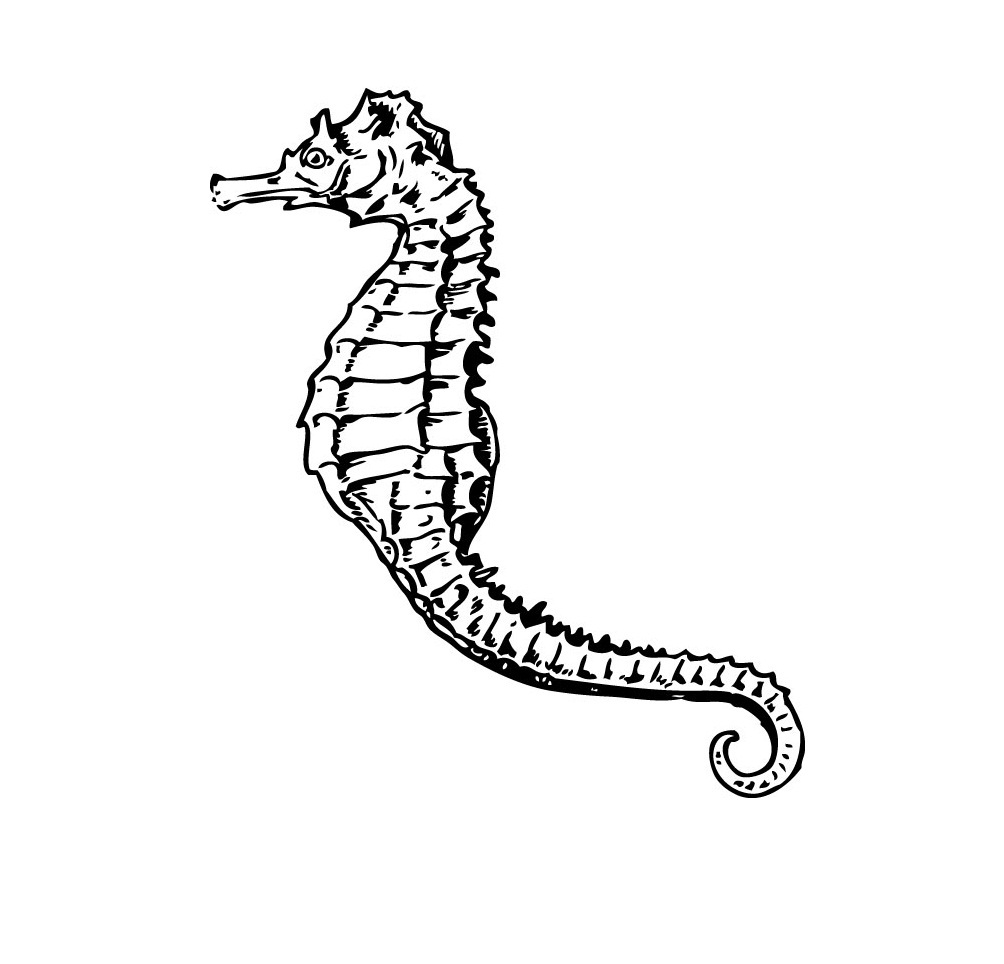 Free printable seahorse coloring pages for kids