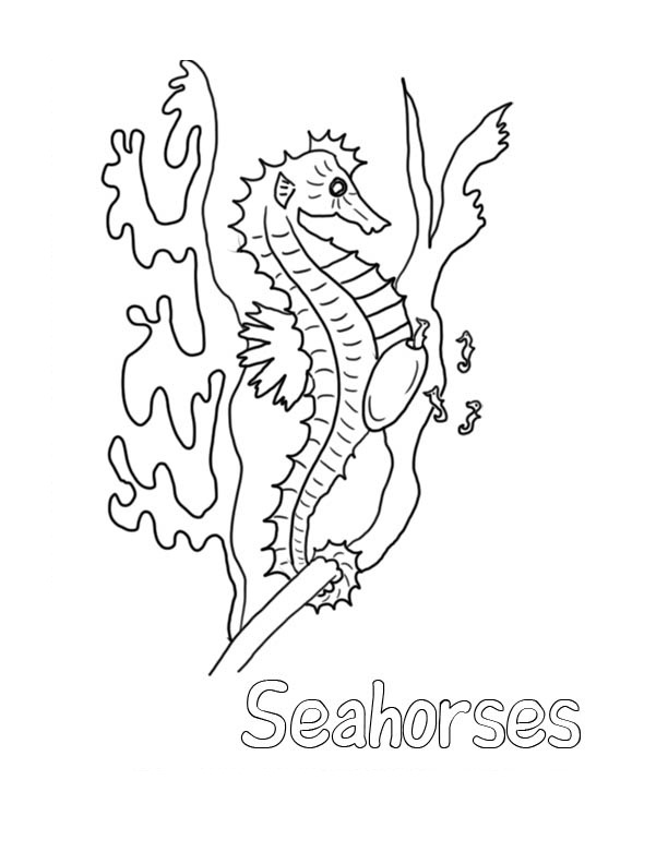 Free printable seahorse coloring pages for kids