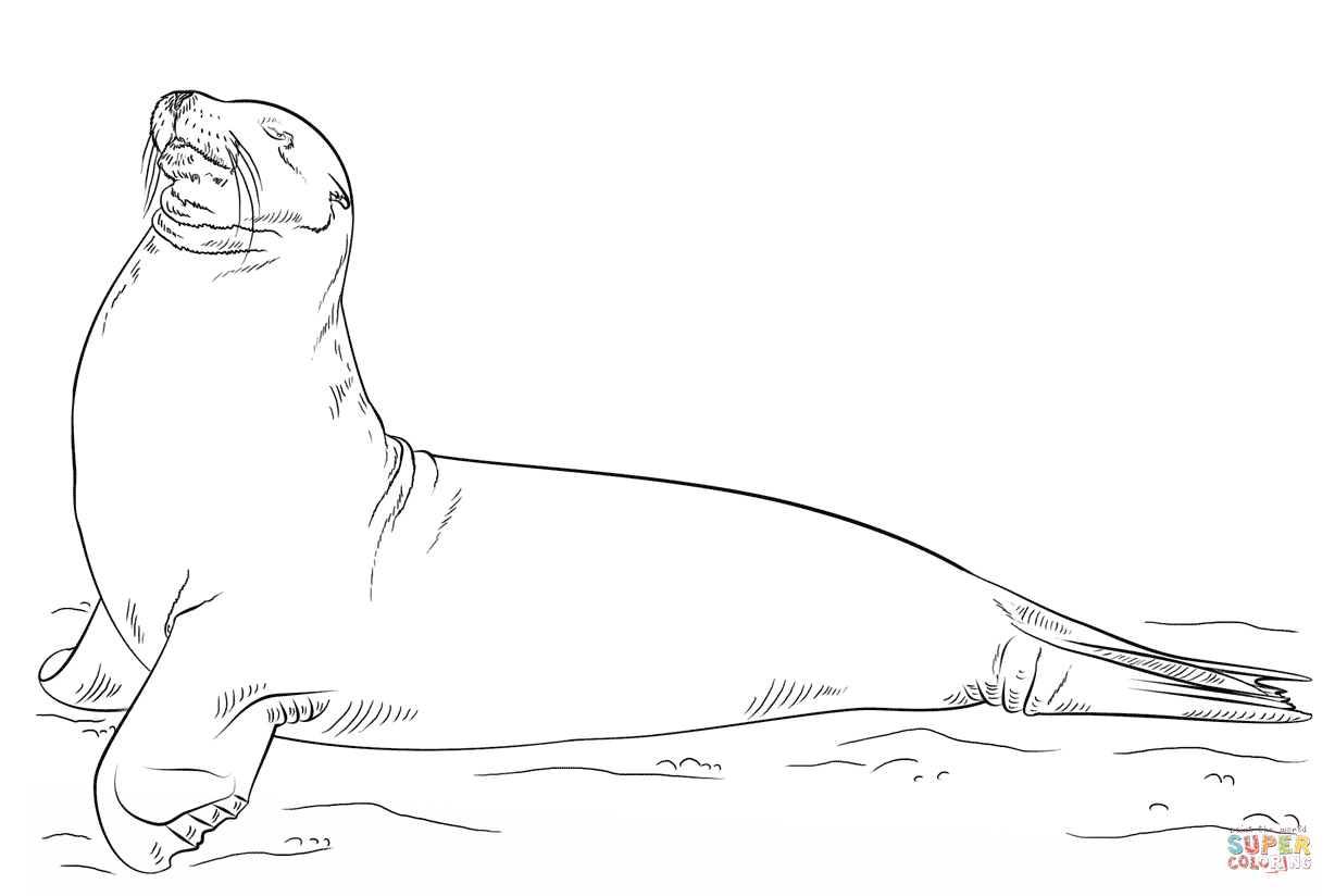 Galapagos sea lion posing coloring page free printable coloring pages