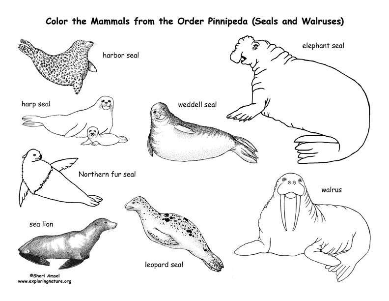 Seals sea lions and walrus order pinnipeda coloring page