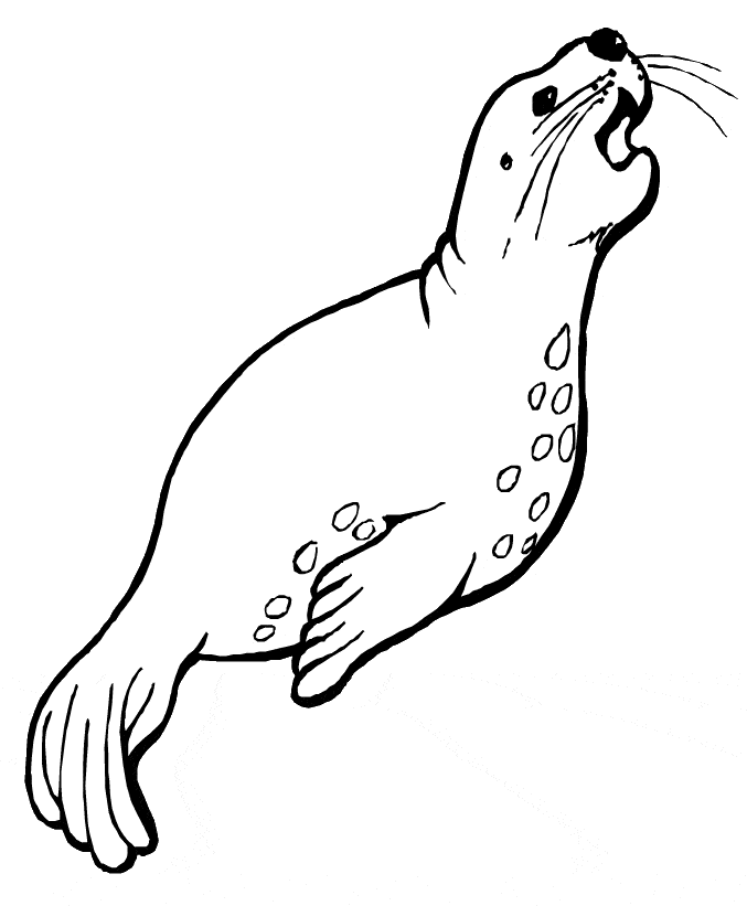 Sea lion coloring page
