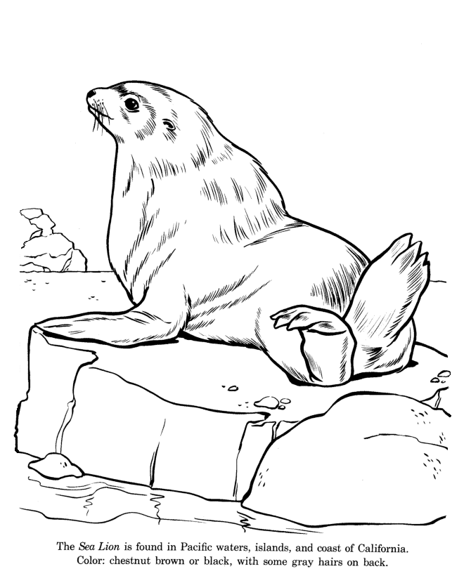 Animal drawings coloring pages sea lion animal identification drawing and coloring pages