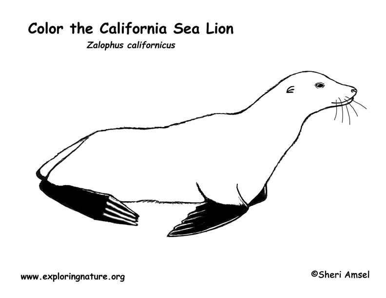 Sea lion california coloring page