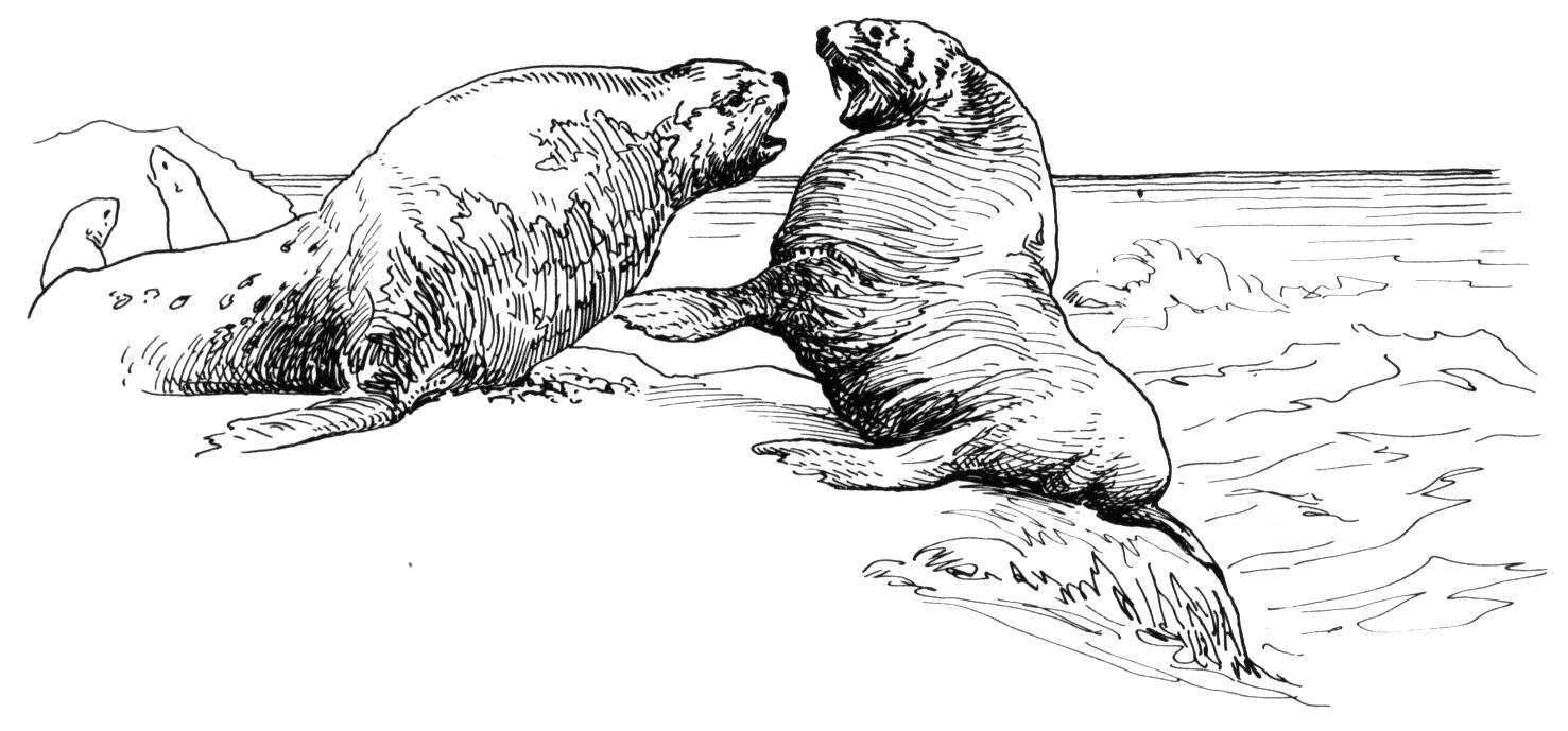 Free sea lion coloring pages