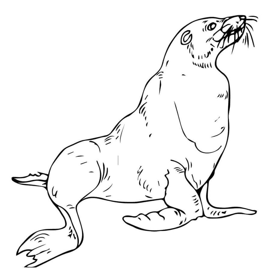 Coloring pages sea lions printable for kids adults free