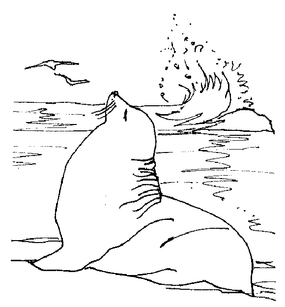 Lifornia sea lion coloring page