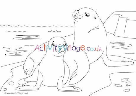 Sea lions scene louring page