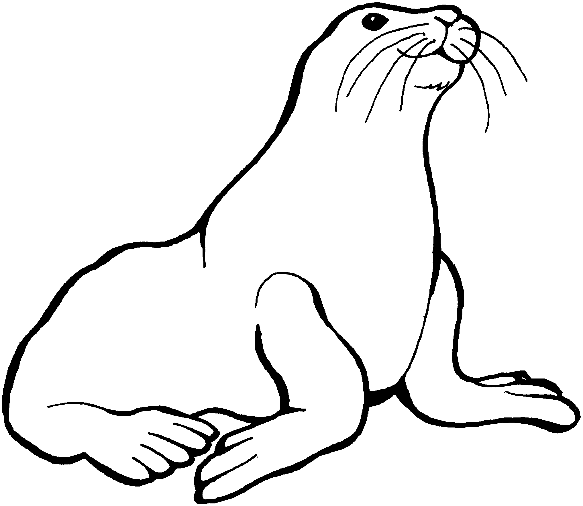 Sea lion drawing for kids