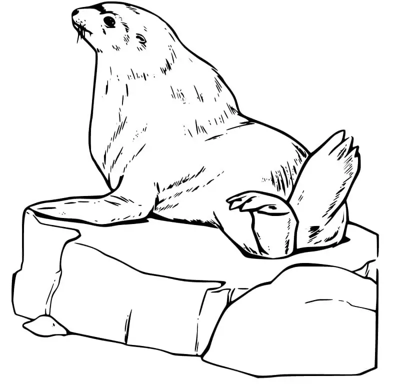 Sea lion malvorlagen