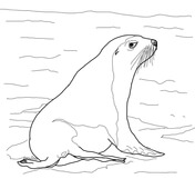 Sea lions coloring pages free coloring pages