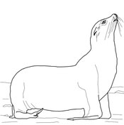 Sea lions coloring pages free coloring pages