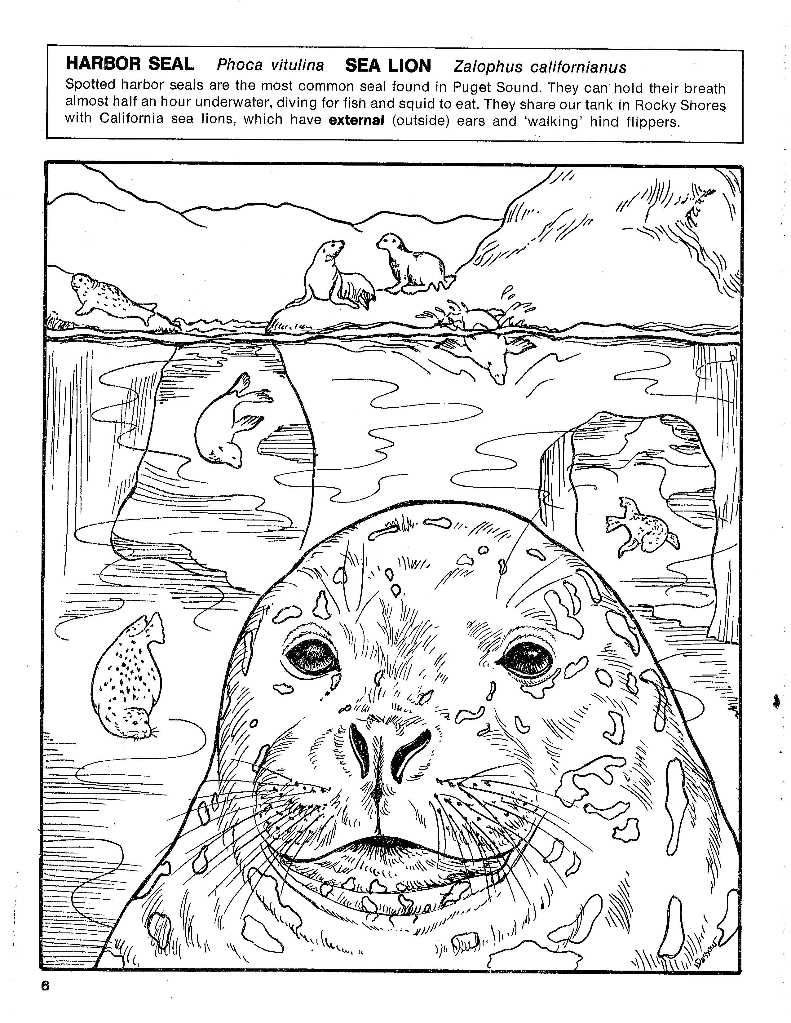 Harbor seal sea lion coloring page