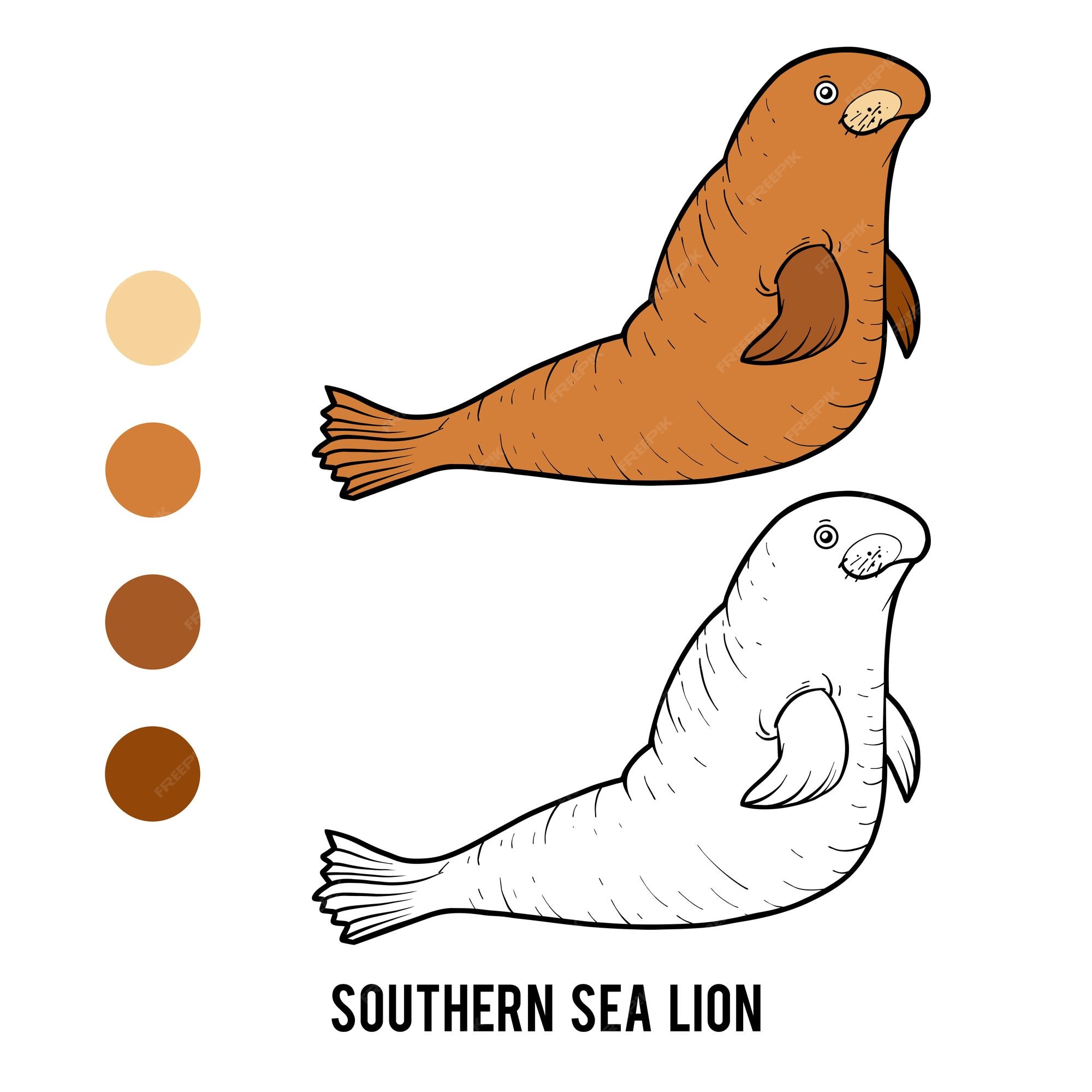 Premium vector coloring book southern sea lion