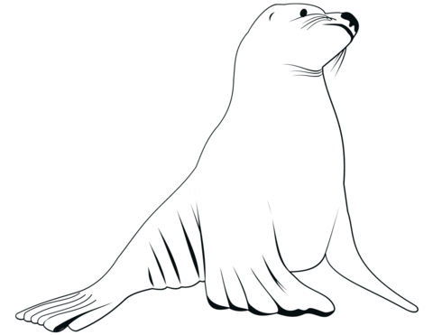 Sea lions coloring pages free coloring pages