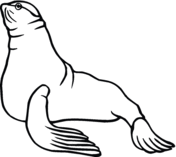 Sea lions coloring pages free coloring pages