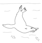 Sea lions coloring pages free coloring pages