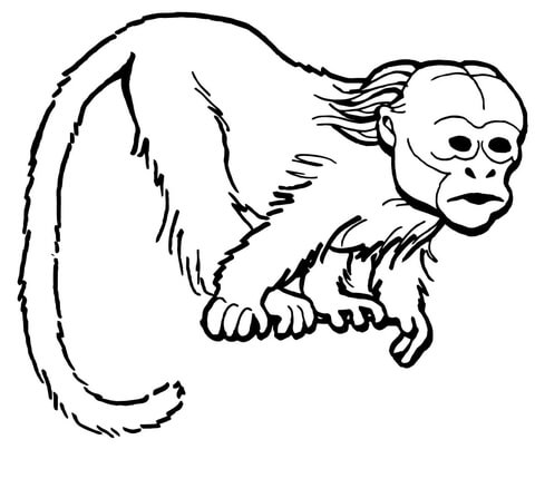 Curious uakari monkey coloring page free printable coloring pages