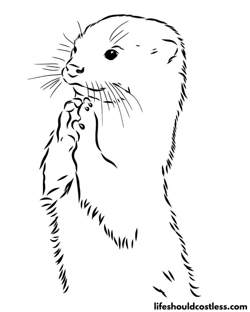 Otter coloring pages free printable pdf templates