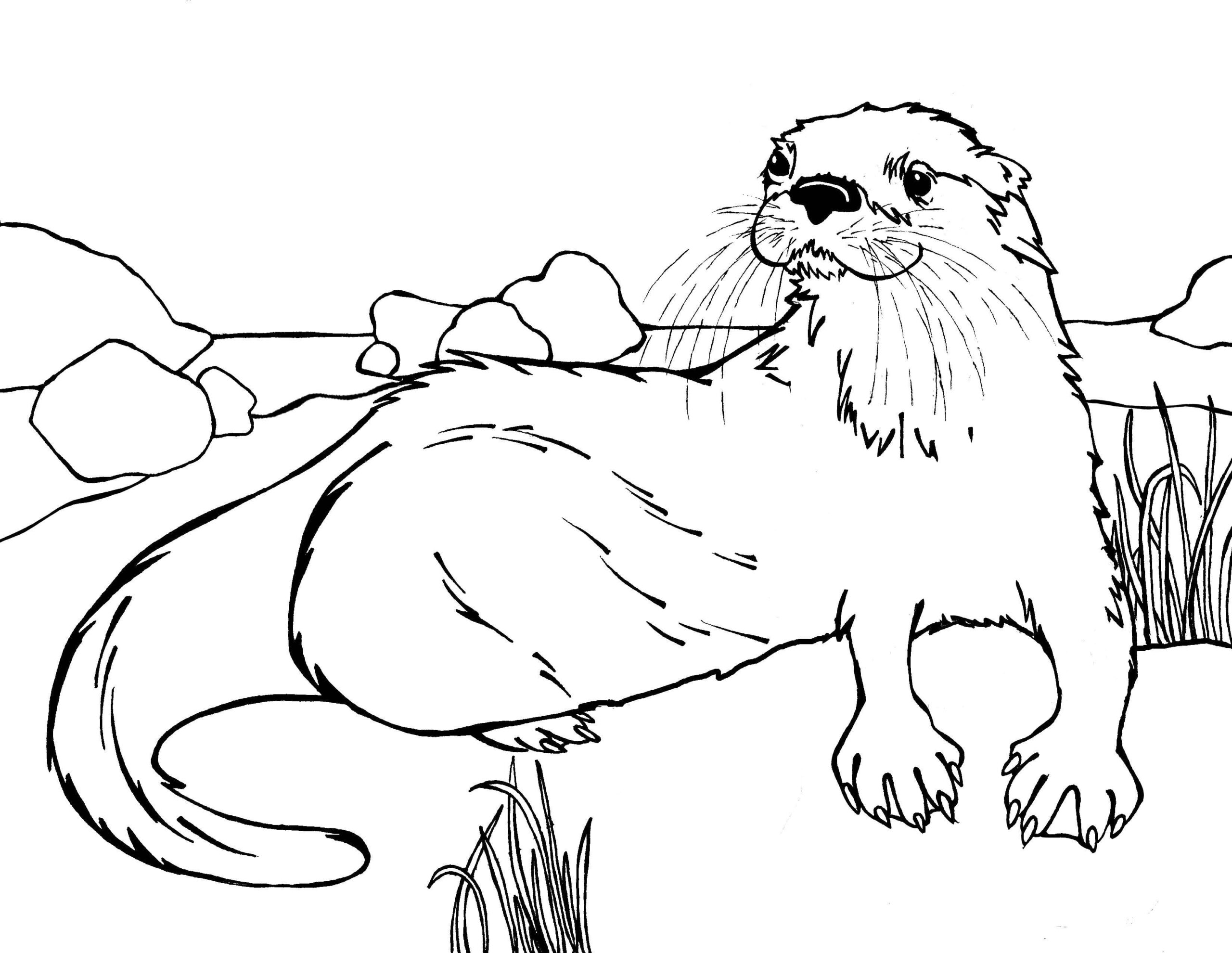 Cute otter coloring page