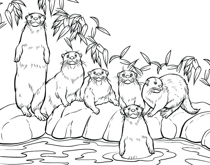 Otter coloring pages