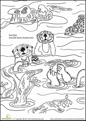 Color the sea otters worksheet education sea otter coloring pages otters