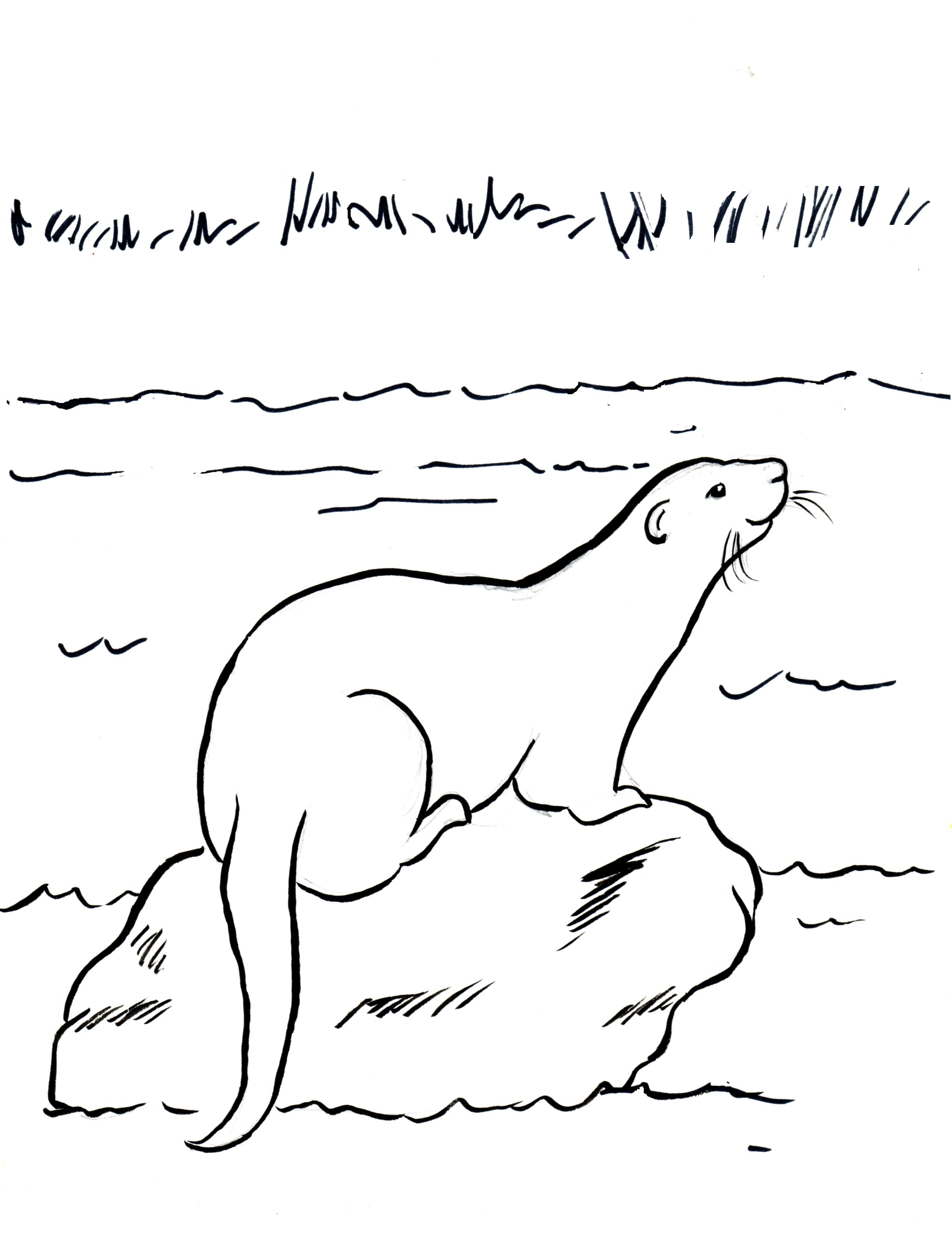 Otter coloring pages