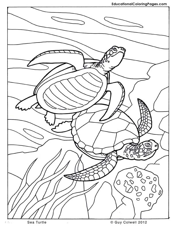 Printable ocean animals coloring pages animal coloring pages