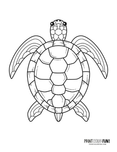 Sea turtle coloring pages clipart at