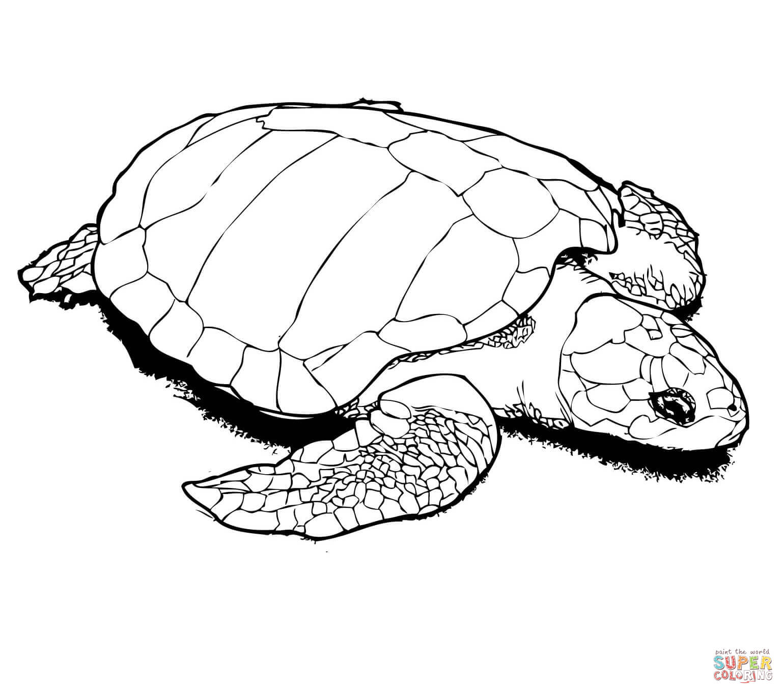 Nesting kemps ridley sea turtle coloring page free printable coloring pages