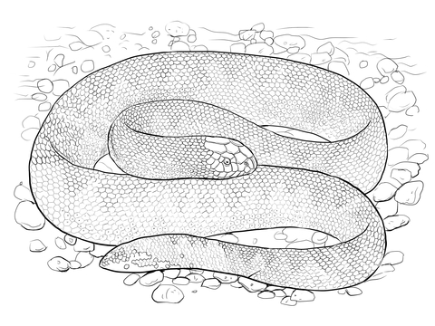 Spine bellied sea snake coloring page free printable coloring pages