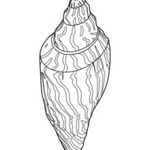 Nutmeg shell coloring pages