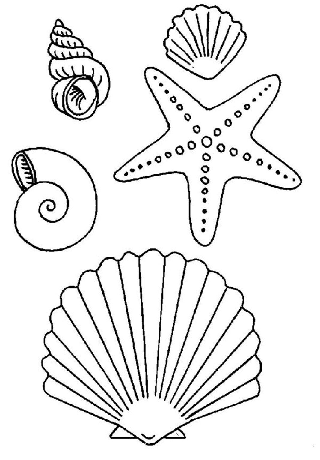 Free coloring pages of seashells download free coloring pages of seashells png images free cliparts on clipart library