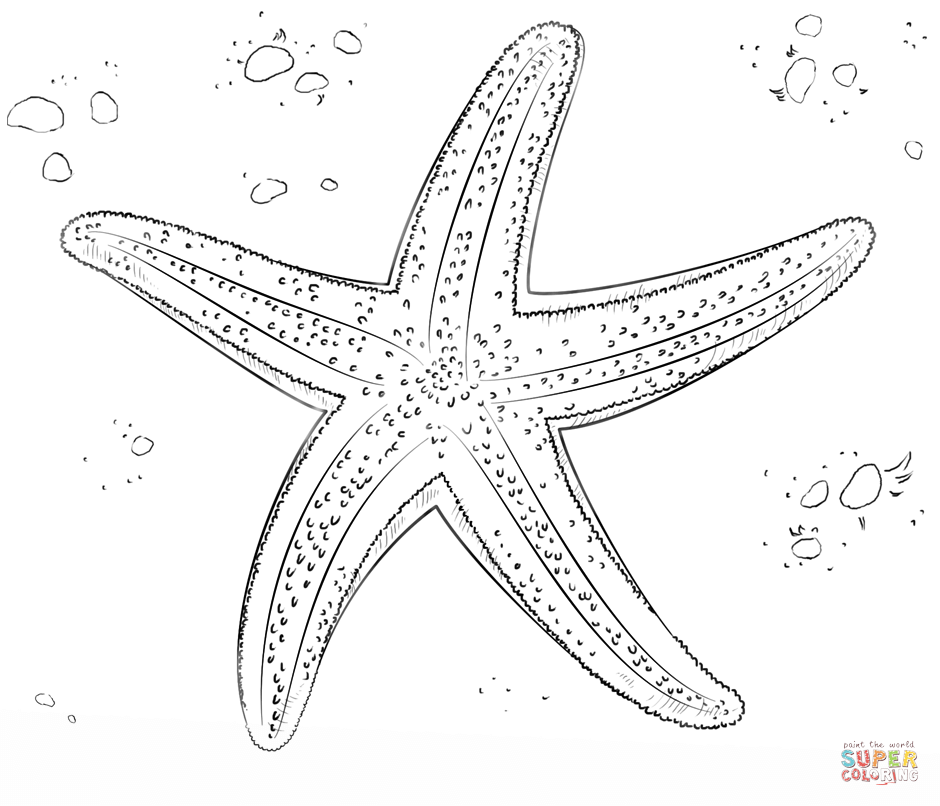 Sea star coloring page free printable coloring pages