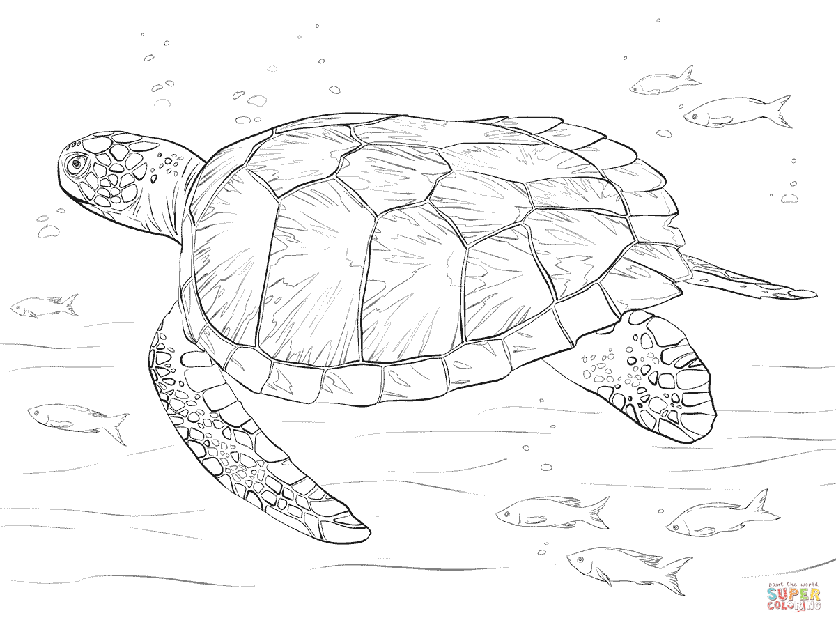 Green sea turtle coloring page free printable coloring pages