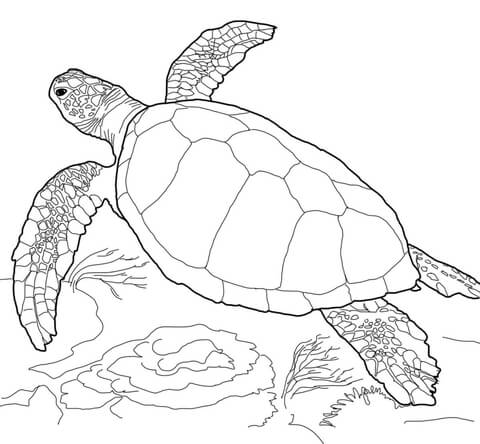 Loggerhead sea turtle coloring page free printable coloring pages