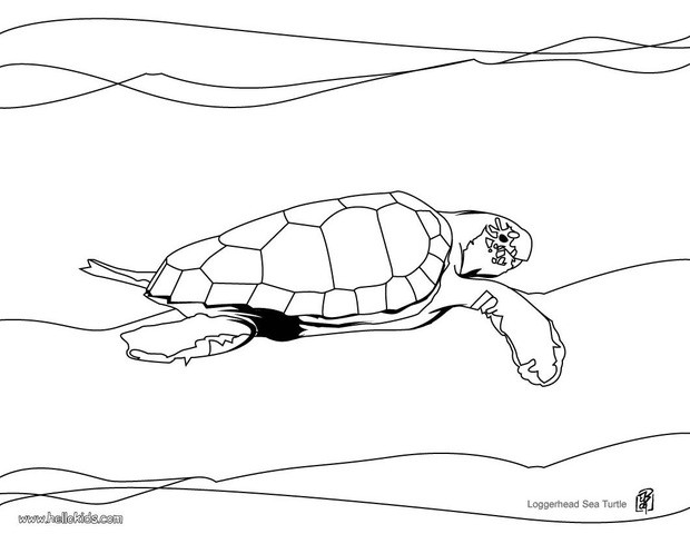 Loggerhead sea turtle coloring pages