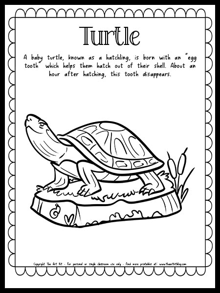 Turtle coloring page with fun fact free printable download â the art kit